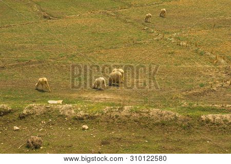 A Flock Of Sheep Grazing In Ameadow Of Punjab,pakistan.a Group Of Sheep In A Grassland.