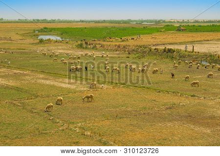 A Flock Of Sheep Grazing In Ameadow Of Punjab,pakistan.a Group Of Sheep In A Grassland.
