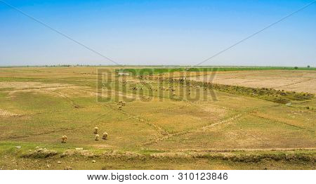 A Flock Of Sheep Grazing In Ameadow Of Punjab,pakistan.a Group Of Sheep In A Grassland.