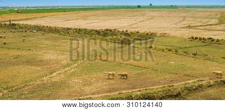A Flock Of Sheep Grazing In Ameadow Of Punjab,pakistan.a Group Of Sheep In A Grassland.