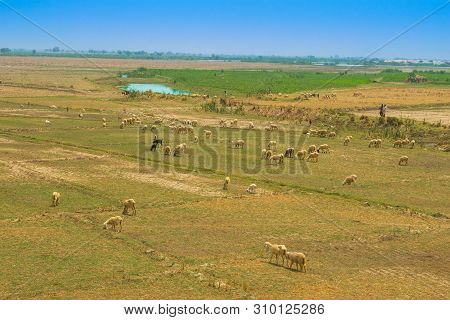 A Flock Of Sheep Grazing In Ameadow Of Punjab,pakistan.a Group Of Sheep In A Grassland.