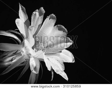 Part Of A Flower Blooming Cactus Echinopsis Obrepanda Black And White. Close Up