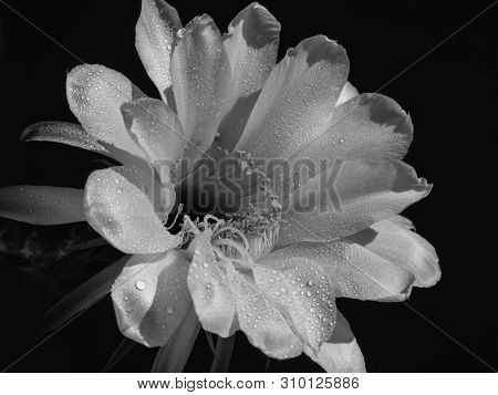 Part Of A Flower Blooming Cactus Echinopsis Obrepanda Black And White. Close Up