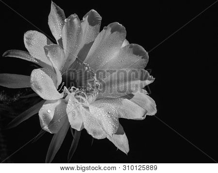 Part Of A Flower Blooming Cactus Echinopsis Obrepanda Black And White. Close Up
