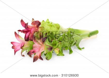 Krachiew Flowers Isolated On White Background,tropical Flower