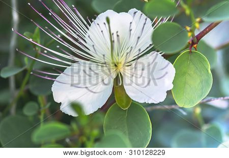 Capparis Flowering Plant. Close-up One White Flower With Green Leaves. Food And Medicine.