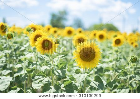 Sunflower Close Up. Bright Sunflower Field Over Cloudy Blue Sky And Sun Lights. Daylight. Greeting C