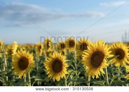Backdrop Of The Beautiful Sunflowers Field. Field Of Blooming Sunflowers On A Background Sunset. War