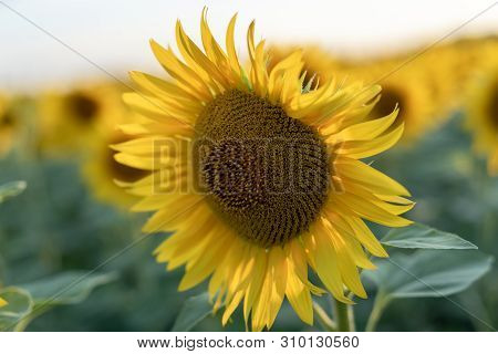 Sunflower Close Up. Field Of Blooming Sunflowers On A Background Sunset. Warm Evening Backlight. The