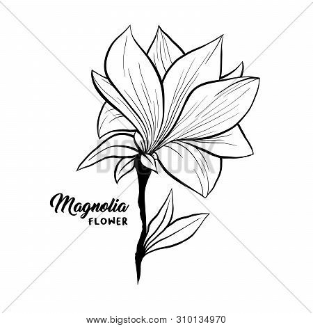 Magnolia Flower In Blossom, Beautiful Home Decor And Interior Design, Isolated Illustration Vector. 