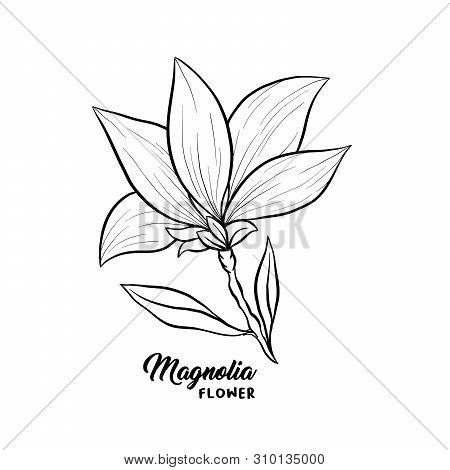Magnolia Flower In Blossom, Beautiful Home Decor And Interior Design, Isolated Illustration Vector. 