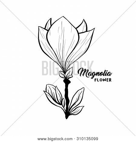 Magnolia Flower In Blossom, Beautiful Home Decor And Interior Design, Isolated Illustration Vector. 