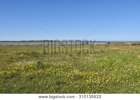 Beautiful Blossom Coastland By Spring Season At The Island Oland In Sweden