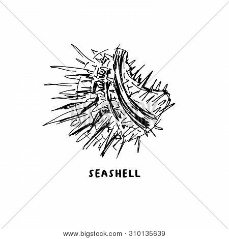 Angular Murex Seashell Hand Drawn Vector Logo With Lettering. Seashore Conch, Mollusk Monochrome Ske