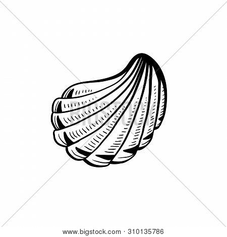 Angular Murex Seashell Hand Drawn Illustration. Seashore Conch, Mollusk Monochrome Sketch. Freehand 