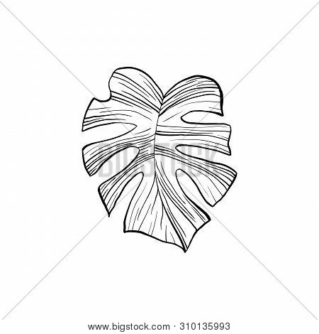 Silver Cloud Plant Hand Drawn Illustration. Houseplant Split Leaf Line Art Drawing. Philodendron, Mo