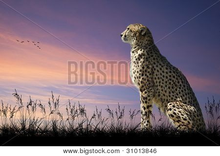 Afrikansk Safari begreppet bilden av Cheetah tittar ut över Savannnah med vacker solnedgång himmel