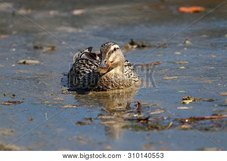 A Female Mallard Duck Swimming Through Scummy, Polluted Water