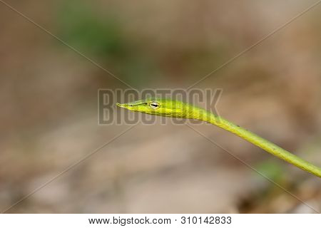 Long-nosed Whip Snake / Green Vine Snake (ahaetulla Nasuta) Taken From Thailand, Southeast Asia