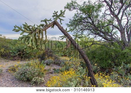 Jumping Cholla Cactus. Unique And Aggressive Jumping Cactus In The Desert Wilderness Of Saguaro Nati