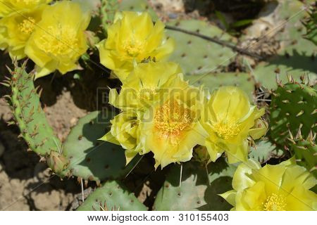 Barbary Fig Yellow Flower - Latin Name - Opuntia Monacantha (opuntia Vulgaris)