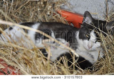 Old Cat Looking After Her Newborn Kittens