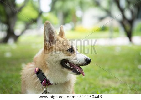 Corgi Dog On The Grass In Summer Sunny Day