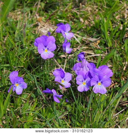 Spurred Violet, Wild Flower Growing In The Alps.