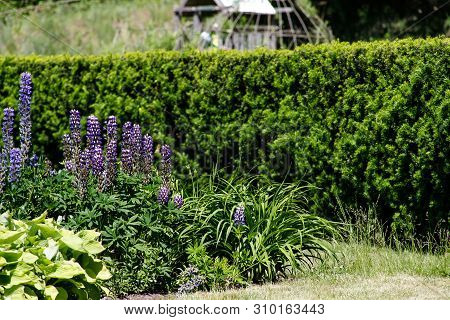 Garden Landscape. Evergreen Hedge Of Juniper And Flowerbed With Lupines, Hosts And Lavender On The G