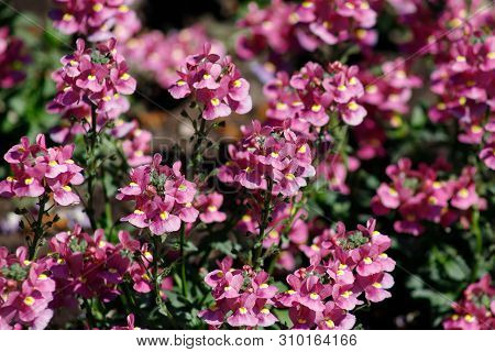Close-up Of Medicinal Plant Sage Or Salvia Nemorosagarden Variety Of Beautiful Pink With A Yellow Mi