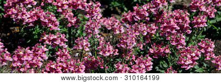 Close-up Of Medicinal Plant Sage Or Salvia Nemorosagarden Variety Of Beautiful Pink With A Yellow Mi