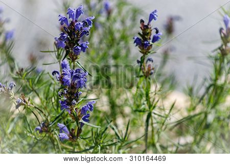 Close-up Of Medicinal Plant Blue Sage Or Salvia Nemorosa