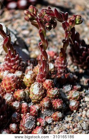 Macro Photo Of Sempervivum Flower Sempervivum Arachnoideum ,sempervivum Tectorum Great Healthy Plant