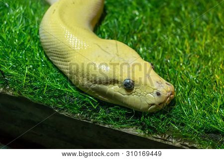 Snake Head With Eyes On Green Lawn