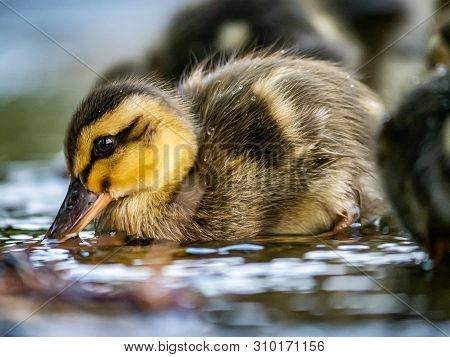 An Eastern Spot-billed Duckling, Anas Zonorhyncha, Waddles Through The Shallows Of A Water Feature I