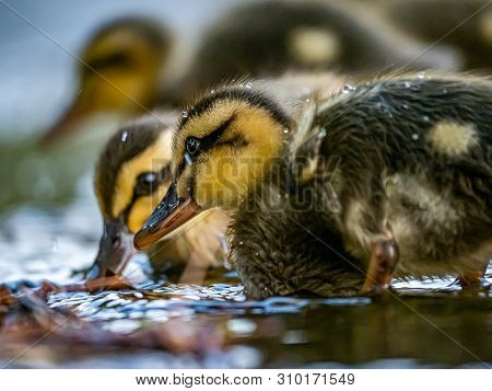 An Eastern Spot-billed Duckling, Anas Zonorhyncha, Waddles Through The Shallows Of A Water Feature I