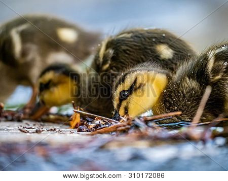 An Eastern Spot-billed Duckling, Anas Zonorhyncha, Waddles Through The Shallows Of A Water Feature I