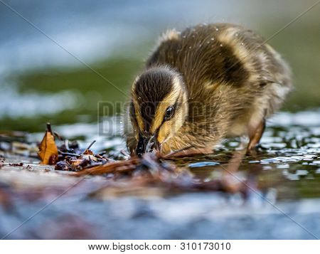 An Eastern Spot-billed Duckling, Anas Zonorhyncha, Waddles Through The Shallows Of A Water Feature I