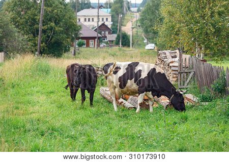 Cows Grazing On The Field. Village Of Visim, Sverdlovsk Region, Russia.