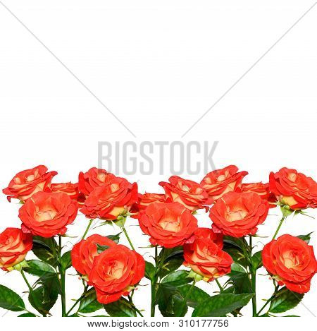 Roses Isolated On Vhite Background. Copy Space. Coral Or Red-orange Rose Branches Isolated On White 