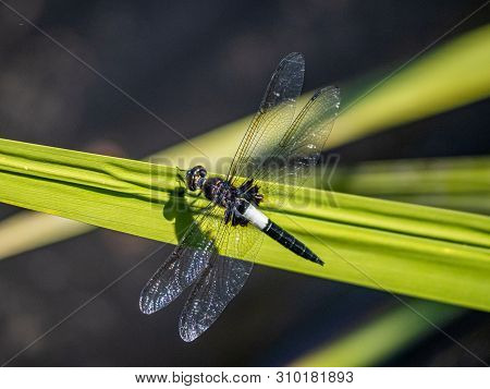 A Japanese Pied Skimmer Dragonfly, Pseudothemis Zonata, Rests On A Blade Of Tall Grass Beside A Japa