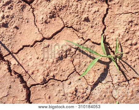 Detail Of The Maize Stalk In Dry Red Ferric Soil Without Moisture And Nutrients.