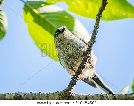 A Japanese Long-tailed Bushtit ,aegithalos Caudatus Trivirgatus, Perches In A Tree While Foraging Fo