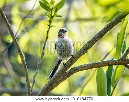 A Japanese Long-tailed Bushtit ,aegithalos Caudatus Trivirgatus, Perches In A Tree While Foraging Fo