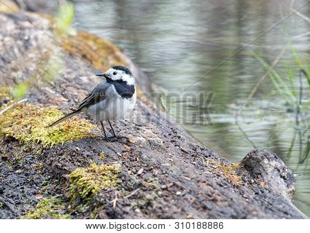 small grey wagtail near water