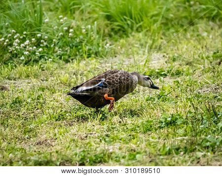 An Eastern Spot-billed Duck, Anas Zonorhyncha, Walks Through In A Grassy Field In A Japanese Park.