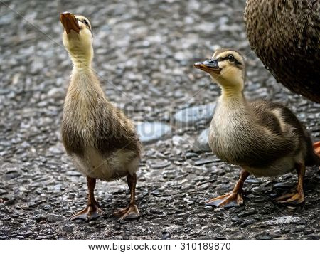 Eastern Spot-billed Ducklings, Anas Zonorhyncha, Look Up At A Kind Older Gentleman Who Was Feeding T