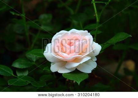 One big pale pink rose close up on the dark green blurred background. Delicate pink Rose bloom in the garden after rain. Care of garden shrub and bush roses. Landscape design and decoration in park