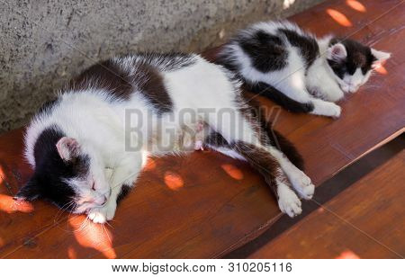 Nursing Cat Sleeping On A Bench With A Kitten. Selective Focus.