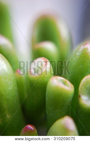 Macro Shot Of Crassula Ovata (gollum Jade).